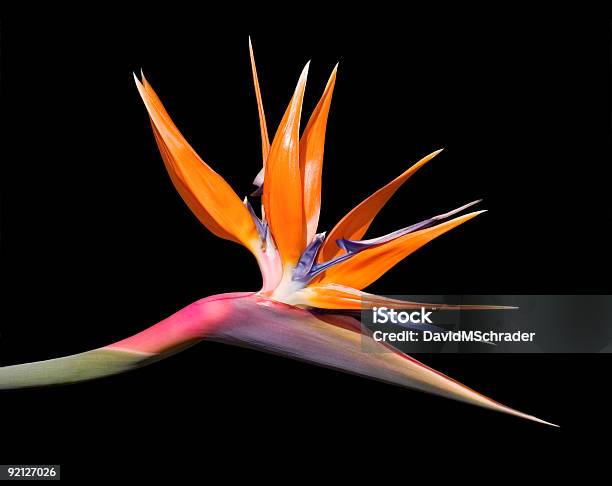 Uccello Del Paradiso Fiore Su Nero - Fotografie stock e altre immagini di Aiuola - Aiuola, Ambientazione esterna, Arancione