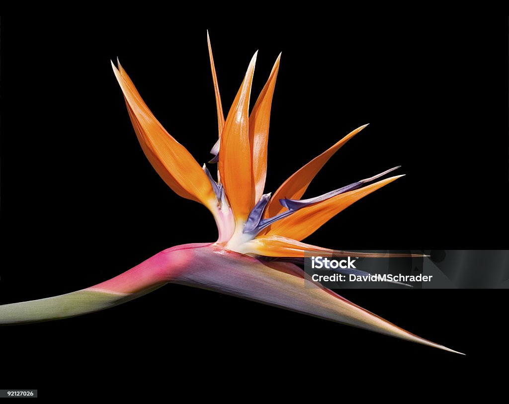 Ptaszek Raju Kwiat na czarnym - Zbiór zdjęć royalty-free (Bez ludzi)