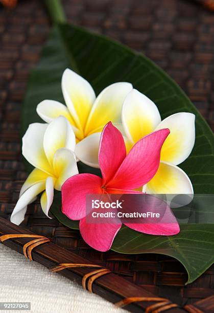 Белый И Розовый Frangiapani Цветы — стоковые фотографии и другие картинки Бамбуковый материал - Бамбуковый материал, Без людей, Белый