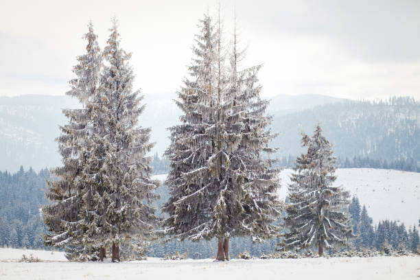 istock Winter Wonderland landscape 921270918