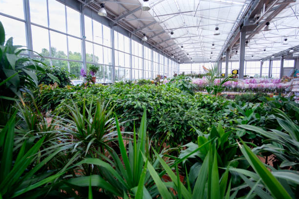 istock plants and flowers in modern greenhouse 921270990