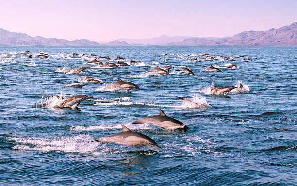 dawn patrol - dolphin jumping sea animal zdjęcia i obrazy z banku zdjęć