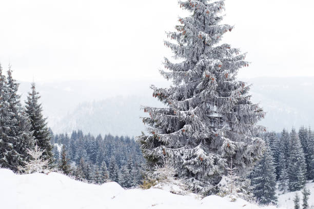 istock Winter Wonderland landscape 921271382