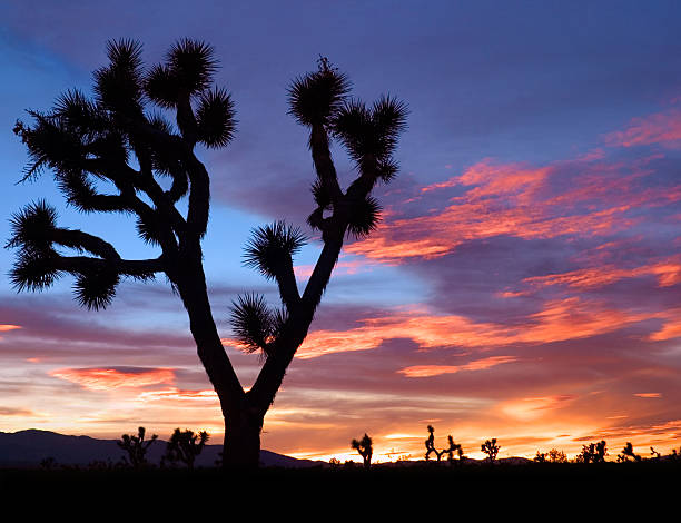 Silhouette of desert plants against a Mojave sunset