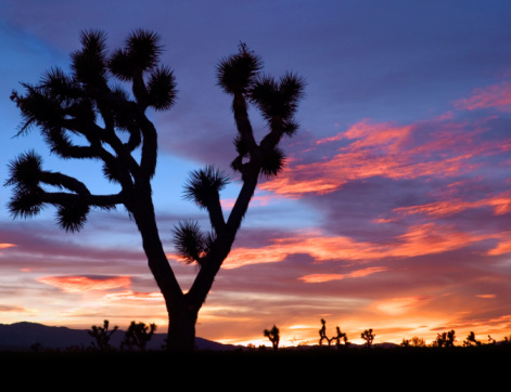 The silhouette of a Joshua tree at sunset in California's Mojave desert.