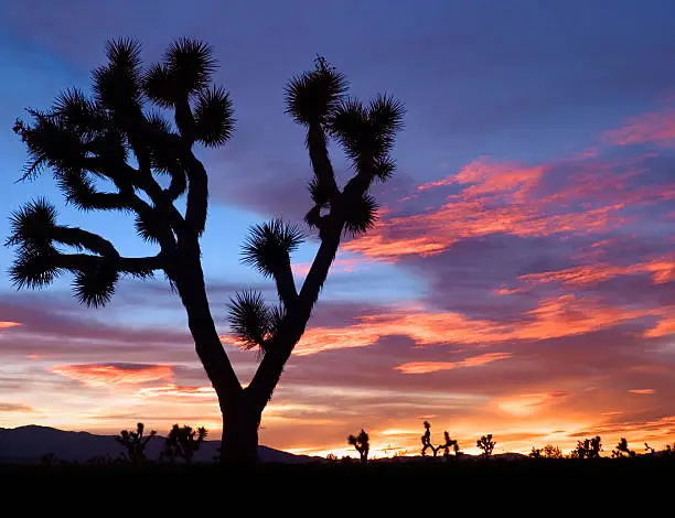 Photo of Silhouette of desert plants against a Mojave sunset