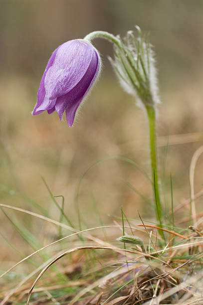 Pasque-flower stock photo