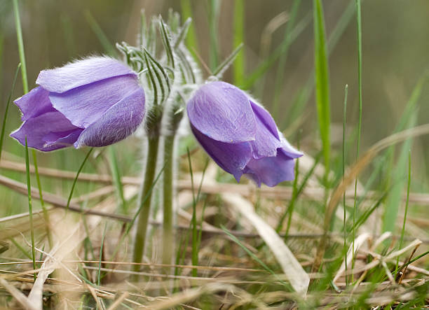 Two pasque-flowers in a forest stock photo