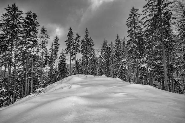 istock Aerial view of snowy trees in the mountains 921274018