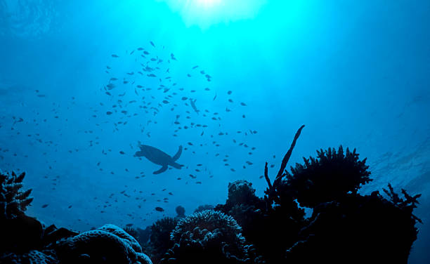 Turtle Reef A lone silhouetted turtle glides between a school of fish over a Fijian reef coral gorgonian coral hydra reef stock pictures, royalty-free photos & images