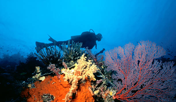 Scuba Diver over South Pacific reef  coral gorgonian coral hydra reef stock pictures, royalty-free photos & images