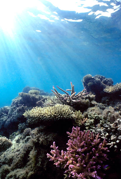 Shallow Pacific Reef Sunlight streams down on a shallow Fiji reef with a wide variety of hard corals  coral gorgonian coral hydra reef stock pictures, royalty-free photos & images
