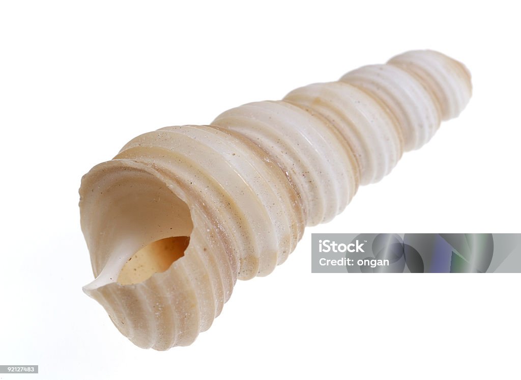 Shell Image Long Long Shell Stock Photo - Download Image Now - Abstract, Animal Shell ...