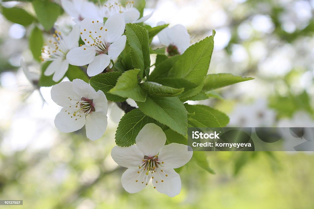 Cherry-plum flowers.  Beauty In Nature Stock Photo