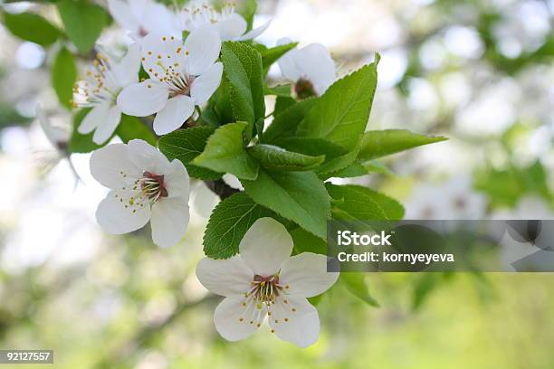 Cherryplum Flowers Stock Photo - Download Image Now - Beauty In Nature, Blossom, Branch - Plant Part