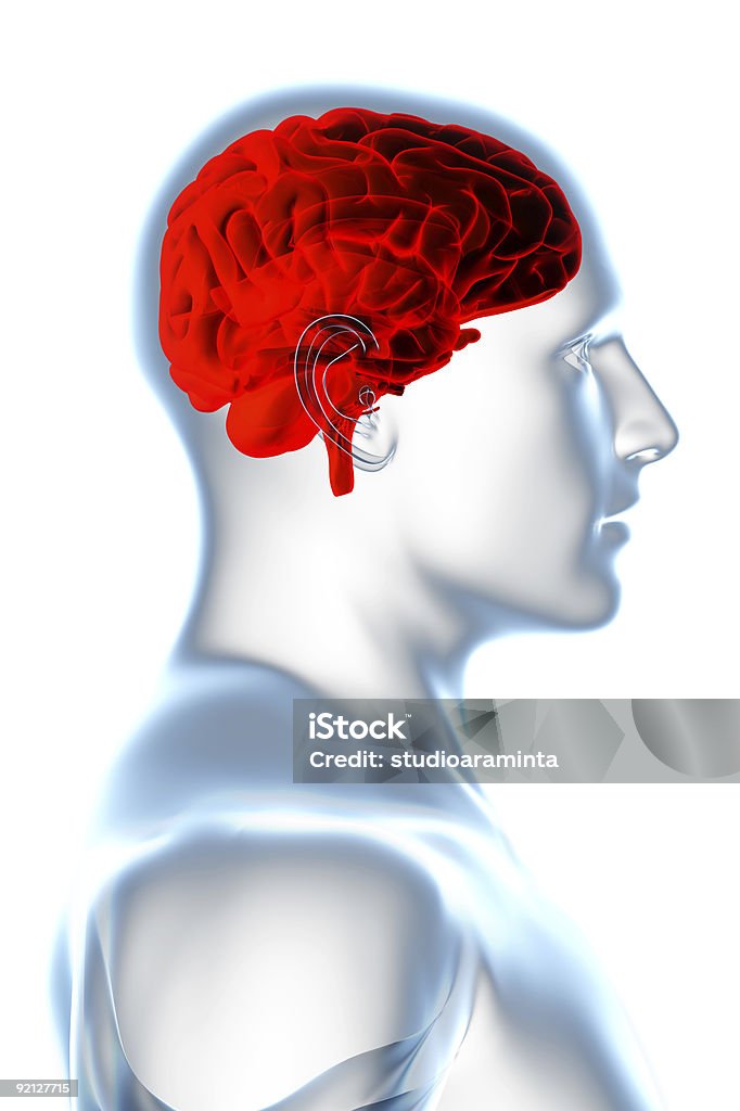 X-ray human brain anatomy isolated over a white background.  3D Scanning Stock Photo