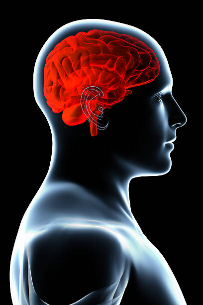 istock X-ray human brain anatomy isolated over a black background. 92127718