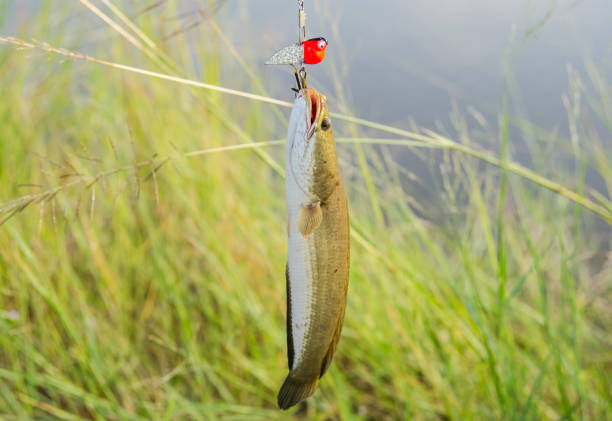 istock A caught fish is on the hook in countryside 921277354