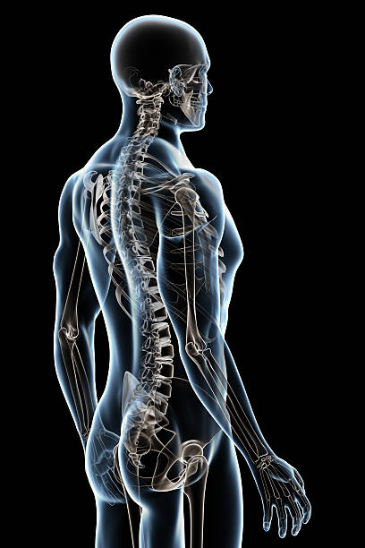 istock X-ray male skeleton isolated over a black background. 92127736