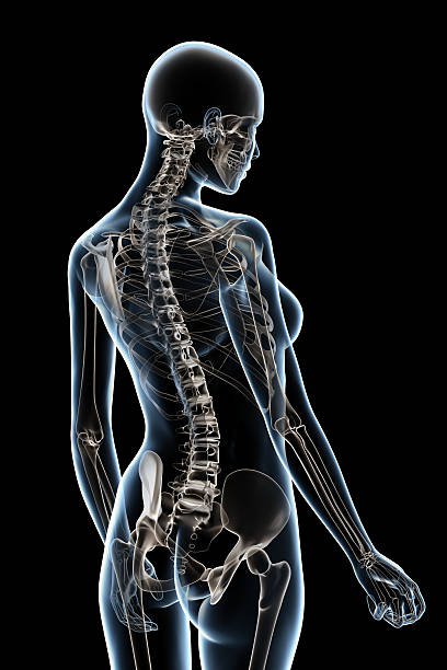 X-ray female skeleton isolated over a black background. stock photo
