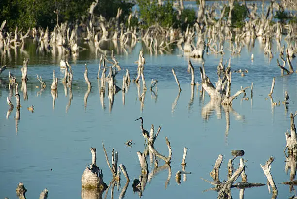 Photo of Flooded Tree Stumps and Heron