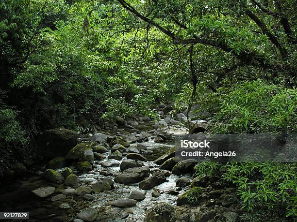 Rainforest Stream At Mossman Gorge Stock Photo - Download Image Now - Australia, Beauty In Nature, Color Image