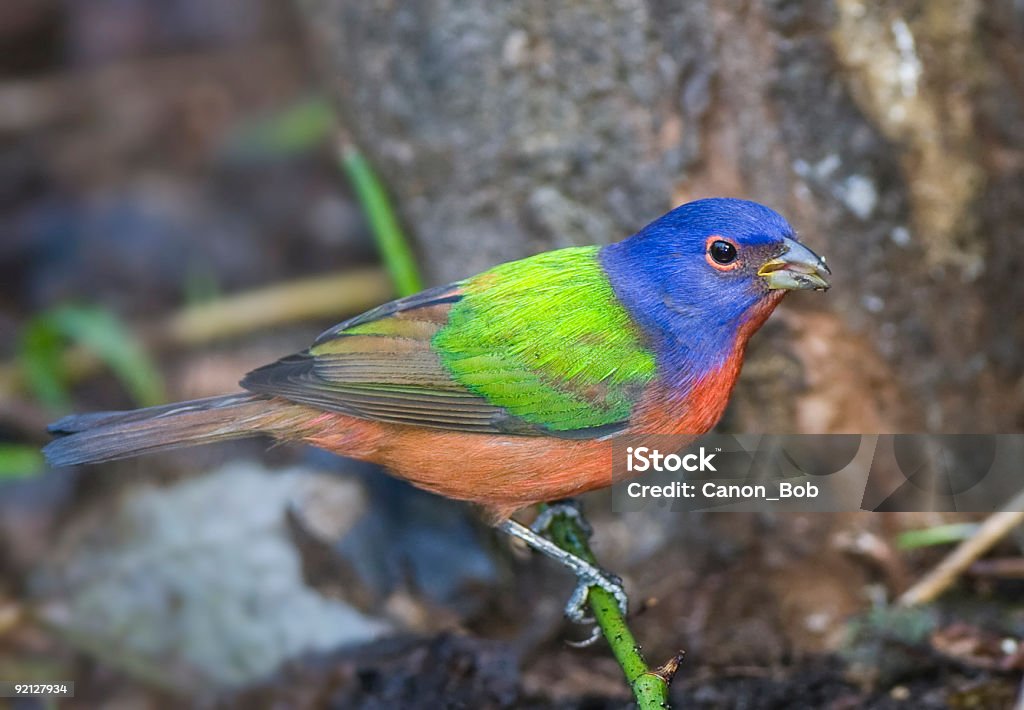 Mariposa-arco-íris comer uma semente. - Royalty-free Ao Ar Livre Foto de stock