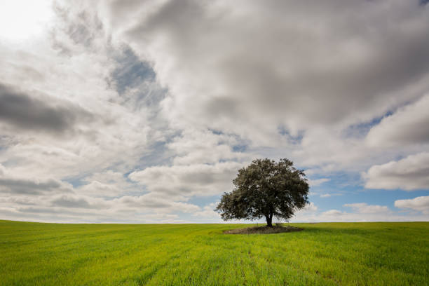 istock Meadows of boil fresh green, tree and a sky with clouds 921279800