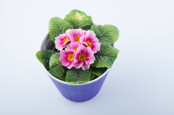 Primula flower with rose petals and green leaves in purple plastic pot isolated on white. Top view