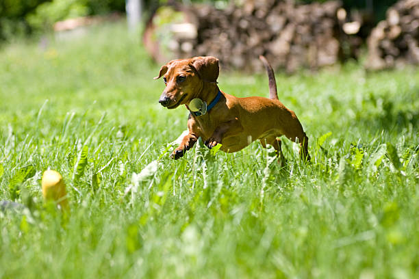 istock Miniature Dachshund pouncing on toy 92128283