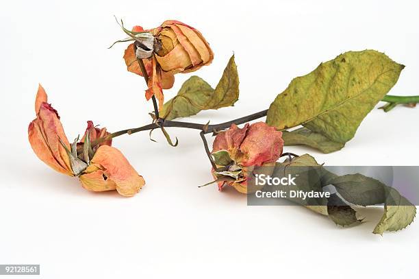 Мертвой Роз — стоковые фотографии и другие картинки Цветок - Цветок, Завядшее растение, Увядшее растение