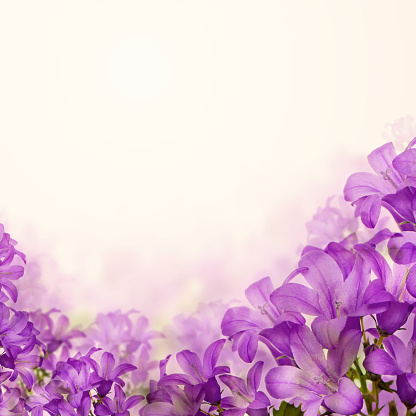 Flowers Bluebell on Floral Background and White Copyspace for Text
