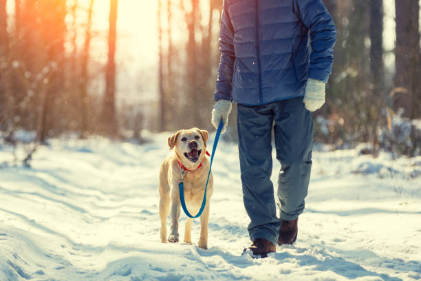 istock Man with dog on a leash walking on snowy pine forest in winter 921287238