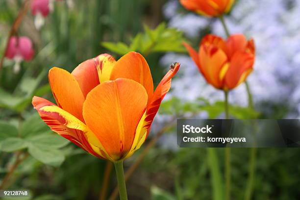 Tulipany - zdjęcia stockowe i więcej obrazów Bez ludzi - Bez ludzi, Czerwony, Fotografika