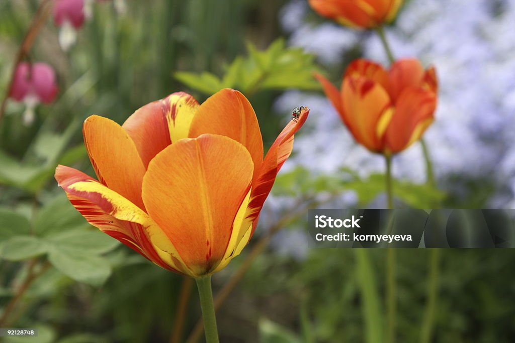 Tulipas. - Foto de stock de Amarelo royalty-free