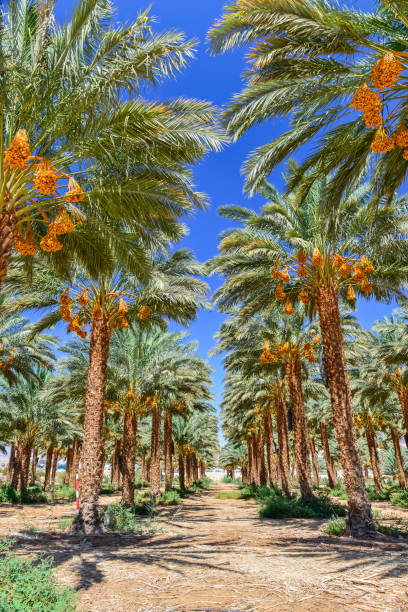 istock Ripening dates and palm's leaves and branches 921287758