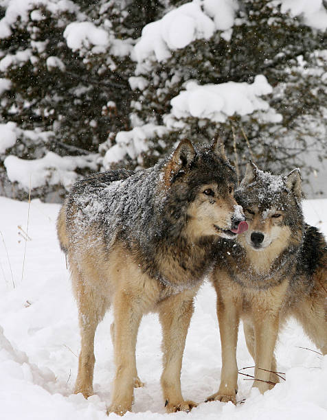 istock Alpha Male and Female Wolf in Snow 92128780