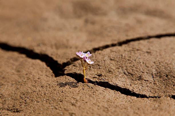 A single  Namaqua parachute daisy also known as the Springbok rock-ursinia, growing in a crack in a rock, in the Goegap Nature Reserve, South Africa