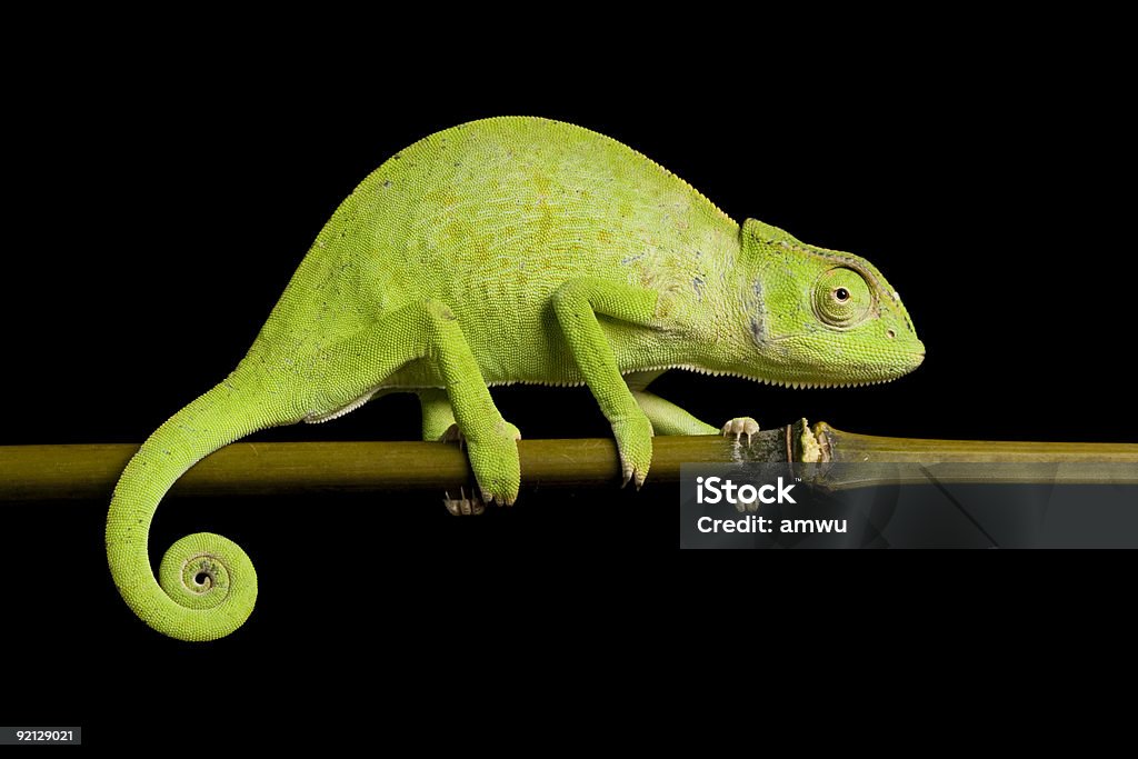 Senegal chameleon  Chameleon Stock Photo