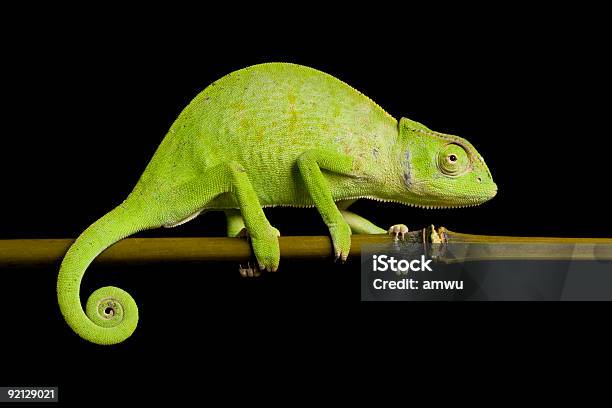 Senegal Chameleon Stock Photo - Download Image Now - Chameleon, Cut Out, Multi Colored