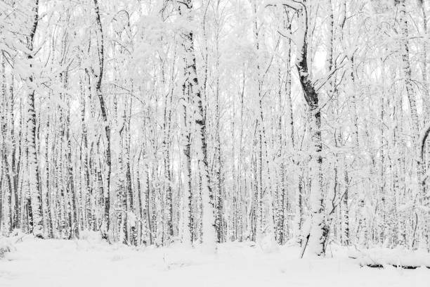 istock 1Black and white background with branch of trees without leaf1 921290504