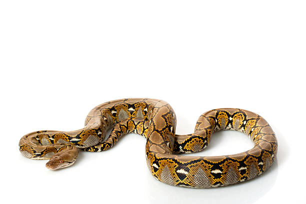 Reticulated Python  reticulated python stock pictures, royalty-free photos & images