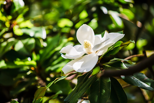 Foto flor blanca con hojas verdes – Imagen El salvador gratis en Unsplash