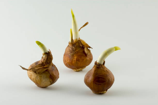 istock Narcissus flower bulbs - Daffodils 92129141