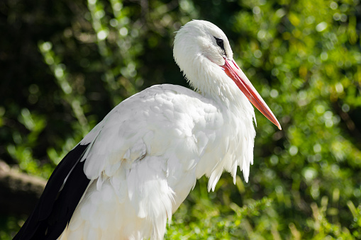 The standing stork bird is in nature in greenery.