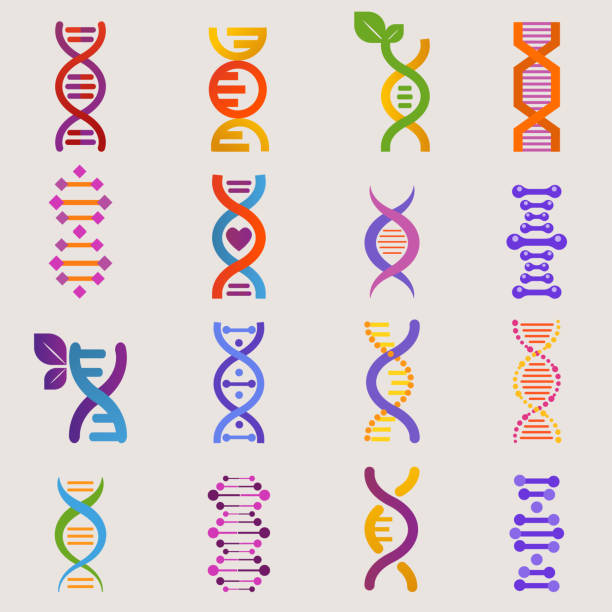 wektorowy znak genetyczny dna z genomem lub genem w biologii badań medycznych i dnase lub dnabinding struktura ilustracji wyizolowane na białym tle - dna backgrounds healthcare and medicine magnification stock illustrations