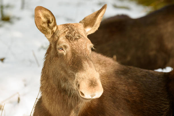 istock Female moose head in sunshine 921293092