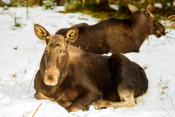 istock Two female moose lying in snow 921293124