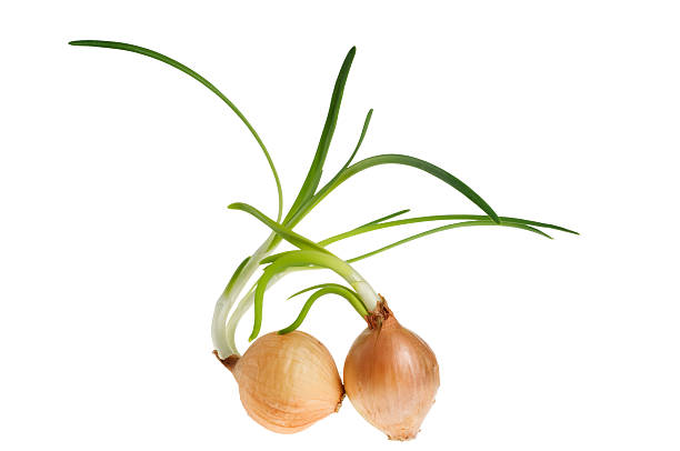 Funny Onion On A White Background Stock Photo - Download Image Now -  Antioxidant, Close-up, Color Image - iStock