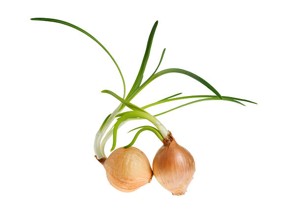 Funny Onion On A White Background Stock Photo - Download Image Now - Antioxidant, Close-up, Color Image - iStock Funny Onion On A White Background Stock Photo - Download Image Now - Antioxidant, Close-up, Color Image - iStock